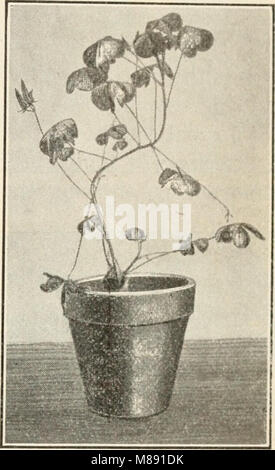 Ce manuel propose une approche complète de la biologie, intégrant la botanique, la zoologie et la physiologie humaine, fournissant des informations pratiques sur les interconnexions entre la vie végétale, les animaux et la biologie humaine. Banque D'Images