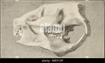 Ce manuel de biologie de 1907 propose une approche intégrée, corrélant botanique, zoologie et physiologie humaine pour fournir une compréhension complète des sciences de la vie. Banque D'Images