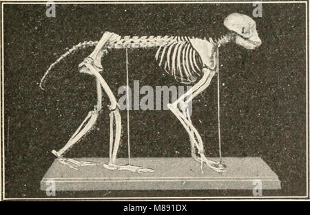 Éléments de biologie ; un texte utile-livre de corréler la botanique, la zoologie et la physiologie humaine ((c1907)) (21054542189) Banque D'Images