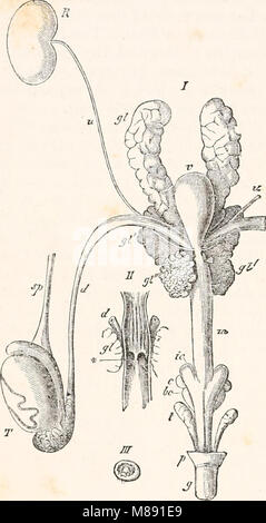 Éléments de l'anatomie comparée (1878) (21056336910) Banque D'Images