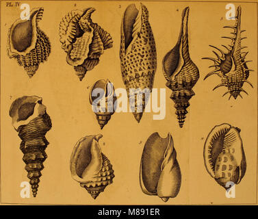 Éléments de conchyliologie, ou, une introduction à la connaissance de coquillages (1776) (20626491503) Banque D'Images