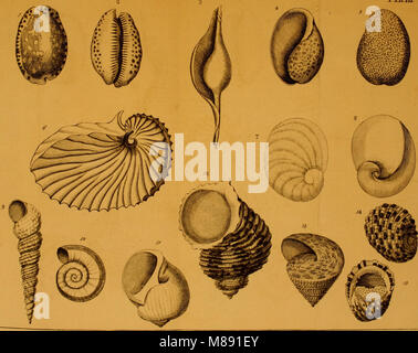 Éléments de conchyliologie, ou, une introduction à la connaissance de coquillages (1776) (21247623475) Banque D'Images