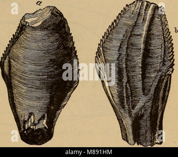 Éléments de géologie - un texte-livre pour les collèges et pour le lecteur (1892) (20634469354) Banque D'Images