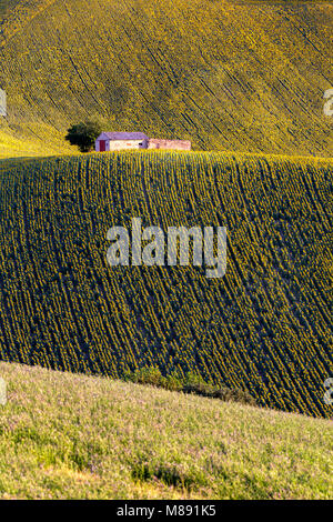 Paysage rural de paysage du marchigian, Corridonia, village du district de Macerata, Marches, Italie Banque D'Images