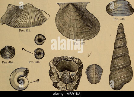 Éléments de géologie - un texte-livre pour les collèges et pour le lecteur (1892) (21230736736) Banque D'Images