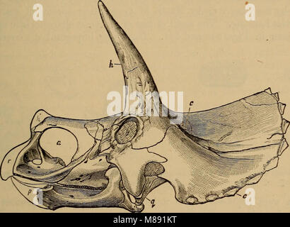 Éléments de géologie - un texte-livre pour les collèges et pour le lecteur (1892) (21246808462) Banque D'Images