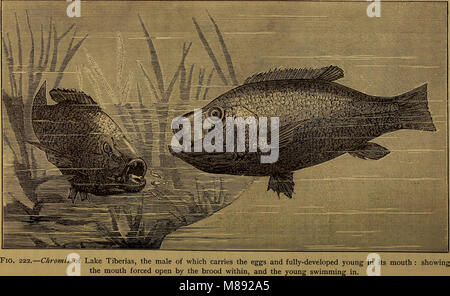 Éléments d'zoölogy (1884) (21275340071) Banque D'Images