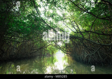 Paysage surréaliste et mystérieuse beauté de jungles tropicales avec river et la forêt de mangrove. Sri Lanka nature et les destinations de voyage Banque D'Images