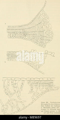 Die gall der Pflanzen, ein Lehrbuch für botaniker und entomologen (1911) (20729585250) Banque D'Images