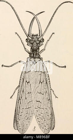 L'entomologie pour les débutants ; pour l'utilisation de jeunes gens, fruitgrowers, les agriculteurs et les jardiniers ; (1888) (14595666928) Banque D'Images