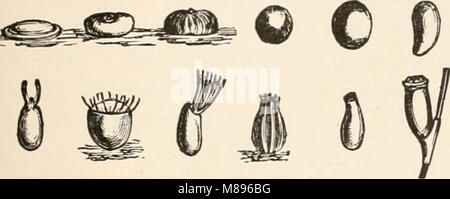 L'entomologie pour les débutants ; pour l'utilisation de jeunes gens, fruitgrowers, les agriculteurs et les jardiniers ; (1888) (14779930034) Banque D'Images