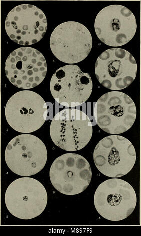 Essentials de diagnostic de laboratoire ; conçu pour les étudiants et les praticiens (1915) (14766627635) Banque D'Images