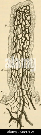 Essentials of Physiology, organisés sous la forme de questions et réponses, préparé spécialement pour les étudiants de médecine (1899) (14581424670) Banque D'Images