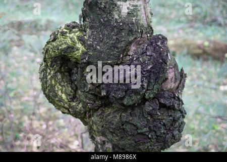 Le nœud de l'arbre Banque D'Images