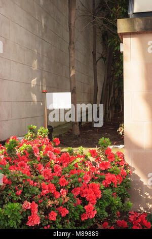 De belles fleurs plantées sur roade côté. Melbourne, Australie. Banque D'Images