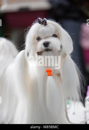 Un chien à Crufts dog show au Royaume-Uni Banque D'Images