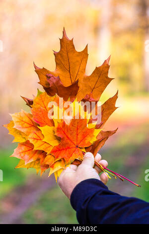 Close-up of male hand holding multicolore brillant feuilles sur fond de soleil d'automne. Concept de l'amour de la nature. Banque D'Images