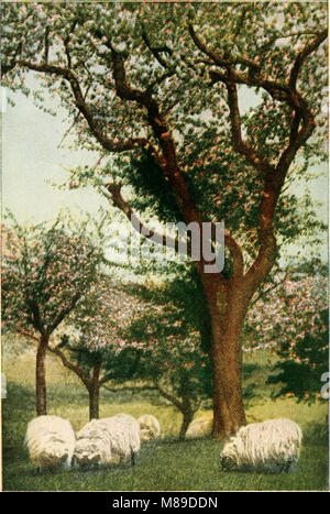 Des cultures, leur culture et la gestion, un manuel technique pour la culture, la gestion et l'amélioration des cultures agricoles (1918) (14591002569) Banque D'Images