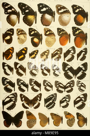 Ce travail de 1900 est une étude systématique des espèces connues de grands papillons, axée sur leur classification, leur répartition et leurs cycles de vie. Il comprend des descriptions détaillées et des illustrations de diverses espèces de papillons. Banque D'Images