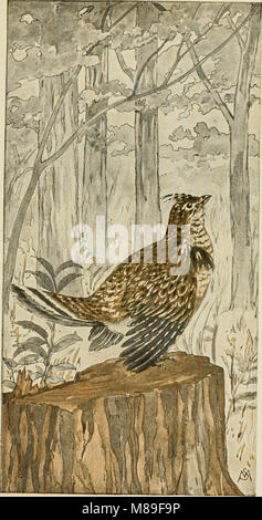 Ce guide de terrain décrit les caractéristiques et les chants des oiseaux sauvages trouvés à l'est des montagnes Rocheuses aux États-Unis, fournissant des renseignements précieux pour l'identification et l'étude des oiseaux. Banque D'Images