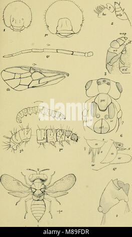 Cinquième rapport du United States Commission entomologique, étant une édition révisée et élargie du Bulletin no. 7, sur les insectes nuisibles à l'ombre des arbres et de la forêt (1890) (14591232950) Banque D'Images