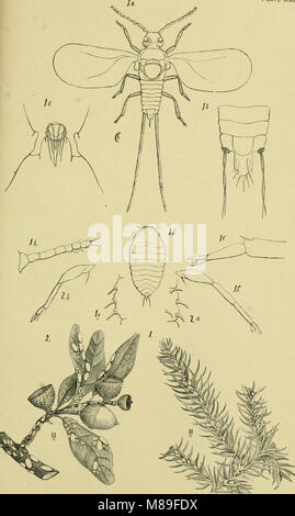 Cinquième rapport du United States Commission entomologique, étant une édition révisée et élargie du Bulletin no. 7, sur les insectes nuisibles à l'ombre des arbres et de la forêt (1890) (14591448797) Banque D'Images