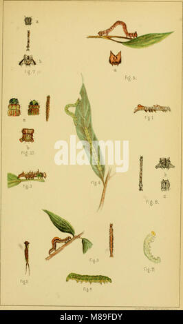 Cinquième rapport du United States Commission entomologique, étant une édition révisée et élargie du Bulletin no. 7, sur les insectes nuisibles à l'ombre des arbres et de la forêt (1890) (14754875536) Banque D'Images