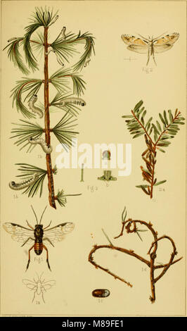 Cinquième rapport du United States Commission entomologique, étant une édition révisée et élargie du Bulletin no. 7, sur les insectes nuisibles à l'ombre des arbres et de la forêt (1890) (14754882916) Banque D'Images