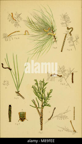 Cinquième rapport du United States Commission entomologique, étant une édition révisée et élargie du Bulletin no. 7, sur les insectes nuisibles à l'ombre des arbres et de la forêt (1890) (14777541932) Banque D'Images