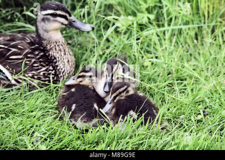 Une mère canard aux canetons Banque D'Images