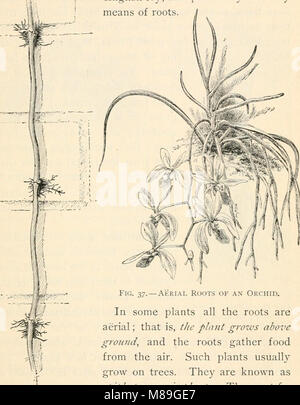 'First course in Biology' (1908) est un manuel d'introduction pour les étudiants en biologie. Il couvre les concepts biologiques fondamentaux tels que la structure cellulaire, la génétique, l'écologie et l'évolution, offrant une base solide pour d'autres études biologiques. Banque D'Images