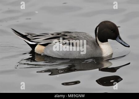 Un canard pilet à WWT Martin simple Banque D'Images