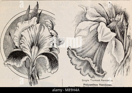 Gems floral pour l'hiver 1899 automne floraison- (1899) (20364475170) Banque D'Images