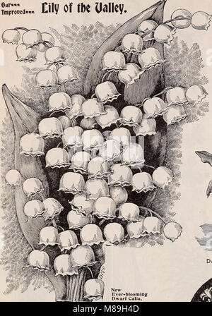 Gems floral pour l'hiver 1899 automne floraison- (1899) (20526256226) Banque D'Images