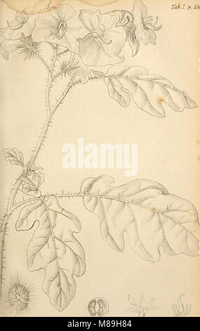 Flora Americae Septentrionalis - ou, un arrangement systématique et description des plantes d'Amérique du Nord. Contenant, outre ce qu'ont été décrits par les auteurs précédents, de nombreux nouveaux et rares (14577364289) Banque D'Images