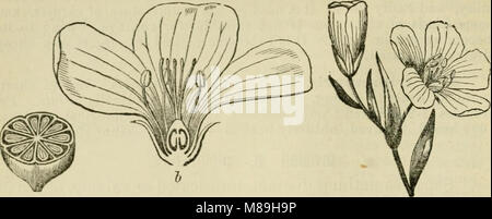 La flore de la Syrie, la Palestine, et Sinaï - de la Taurus à Ras Muhammas et de la mer Méditerranée jusqu'au désert de Syrie (1896) (14761607966) Banque D'Images