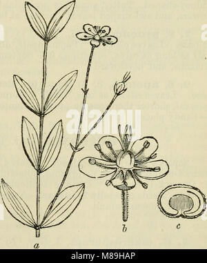 La flore de la Syrie, la Palestine, et Sinaï - de la Taurus à Ras Muhammas et de la mer Méditerranée jusqu'au désert de Syrie (1896) (14784600055) Banque D'Images