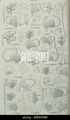 Flore analytique et descriptive des hépatiques de France et des contrées voisines (1922) (14592025708) Banque D'Images