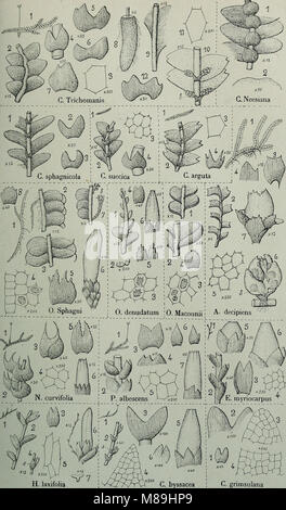 Flore analytique et descriptive des hépatiques de France et des contrées voisines (1922) (14592030828) Banque D'Images