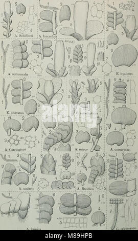 Flore analytique et descriptive des hépatiques de France et des contrées voisines (1922) (14592090428) Banque D'Images