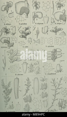 Flore analytique et descriptive des hépatiques de France et des contrées voisines (1922) (14592170677) Banque D'Images