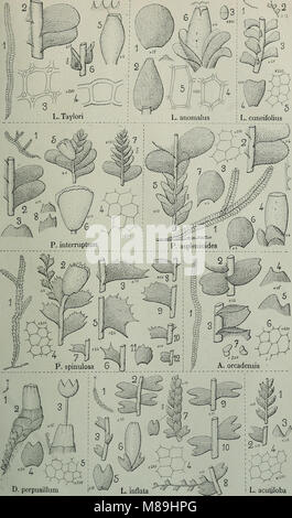 Flore analytique et descriptive des hépatiques de France et des contrées voisines (1922) (14755695426) Banque D'Images