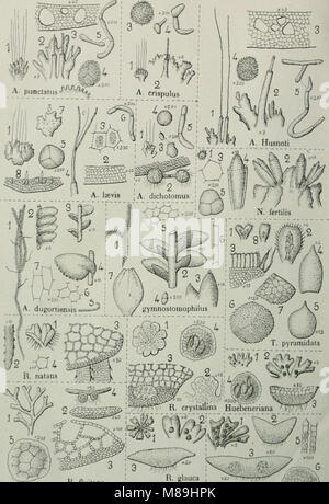 Flore analytique et descriptive des hépatiques de France et des contrées voisines (1922) (14778398552) Banque D'Images