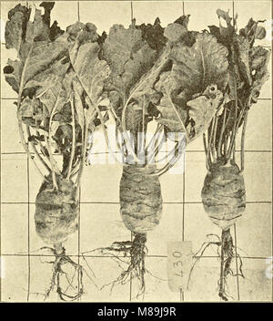 Les cultures fourragères pour la souillure, ensilage, foin et pâturage (1907) (14783533415) Banque D'Images