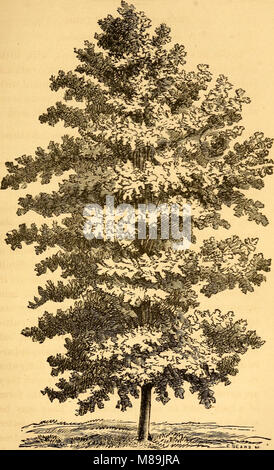 Ce manuel de 1871 fournit des conseils pratiques sur la culture et la propagation des arbres forestiers, en mettant l'accent sur leurs avantages pour le logement, l'ornementation et le profit économique. Il couvre la sélection des espèces d'arbres, les techniques de plantation et les pratiques de gestion forestière. Banque D'Images