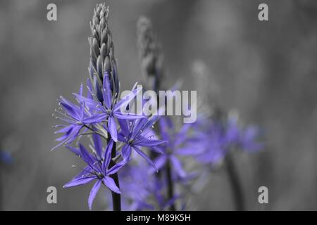 De Colorsplash une rangée de fleurs pourpre camassia Banque D'Images