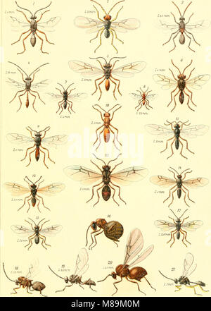 Insbesondere die insekten Mitteleuropas Deutschlands (1914-(26)) (20935516241) Banque D'Images