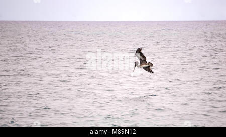 Un pélican brun juste après il décolle avec ses pieds pendant vers le bas et des ailes au-dessus de sa tête Banque D'Images
