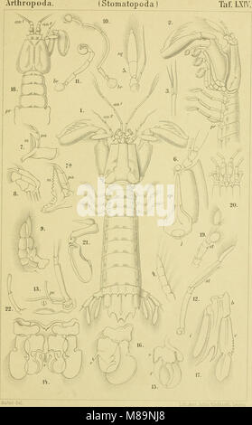 Die Klassen und Ordnungen der wissenschaftlich dans Arthropoden - dargestellt Wort und Bild (1866) (20306886544) Banque D'Images