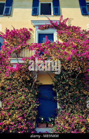 Fleurs violettes poussent sur le mur. Banque D'Images